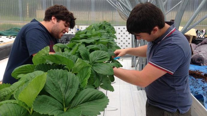 À La Canourgue, les apprenants participent aux expérimentations. Ici comptage et mesures pour la croissance de fraisiers. ©C. Lejolivet